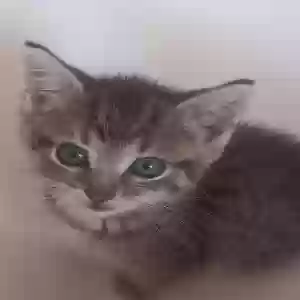 /images/pets/original/2186492_53025_Female - Maizie.webp